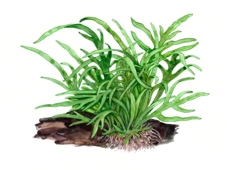 Preview: Microsorum pteropus Trident Javafarn auf Wurzel mit Saugnapf